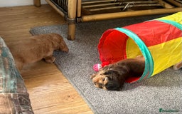 Cocker Spaniel dogs for sale: Handsome boys - Image 4