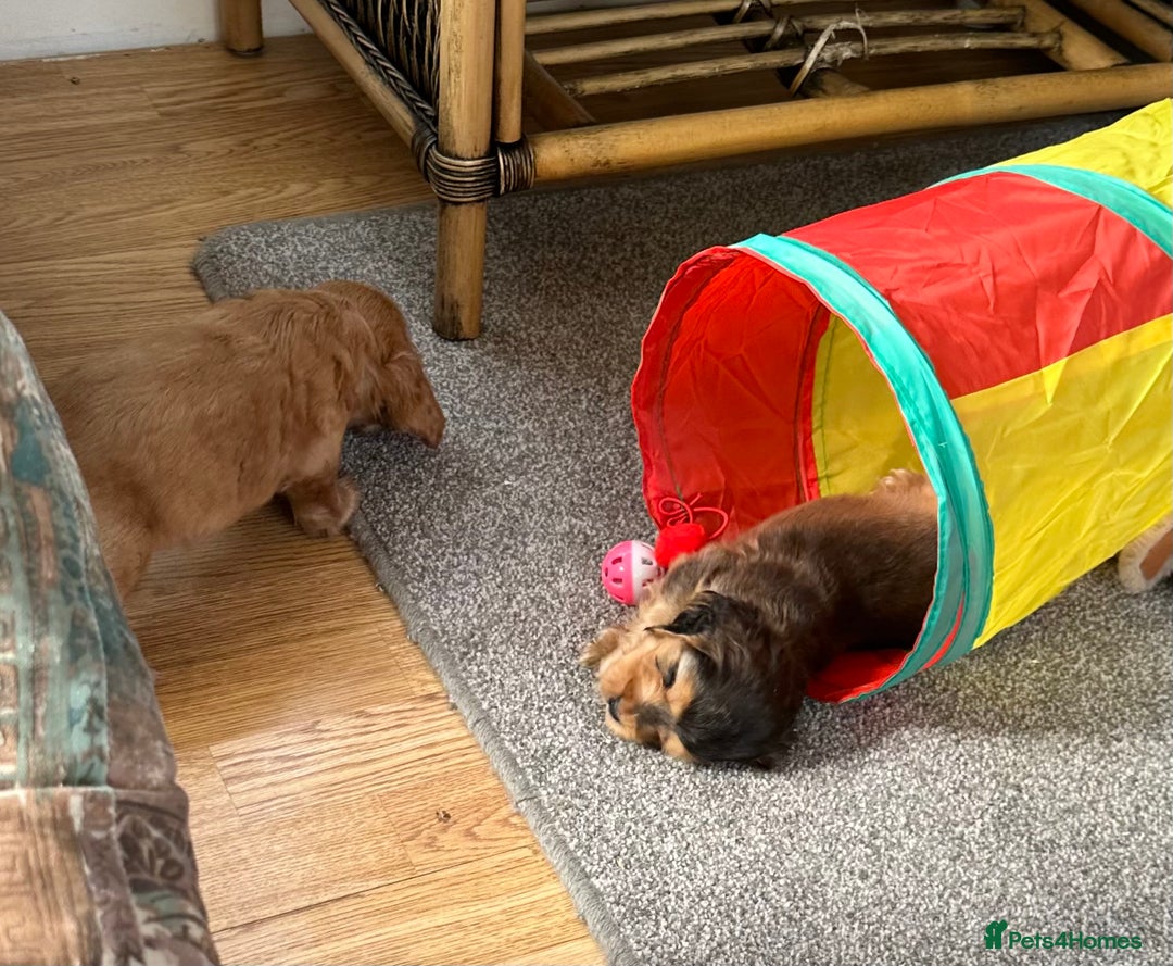 Cocker Spaniel dogs for sale: Handsome boys - Image 4