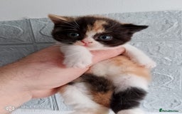 British Shorthair cats for sale: Beautiful exotic British Shorthair  - Advert 12