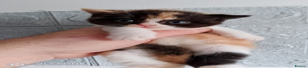 British Shorthair Kitten 4