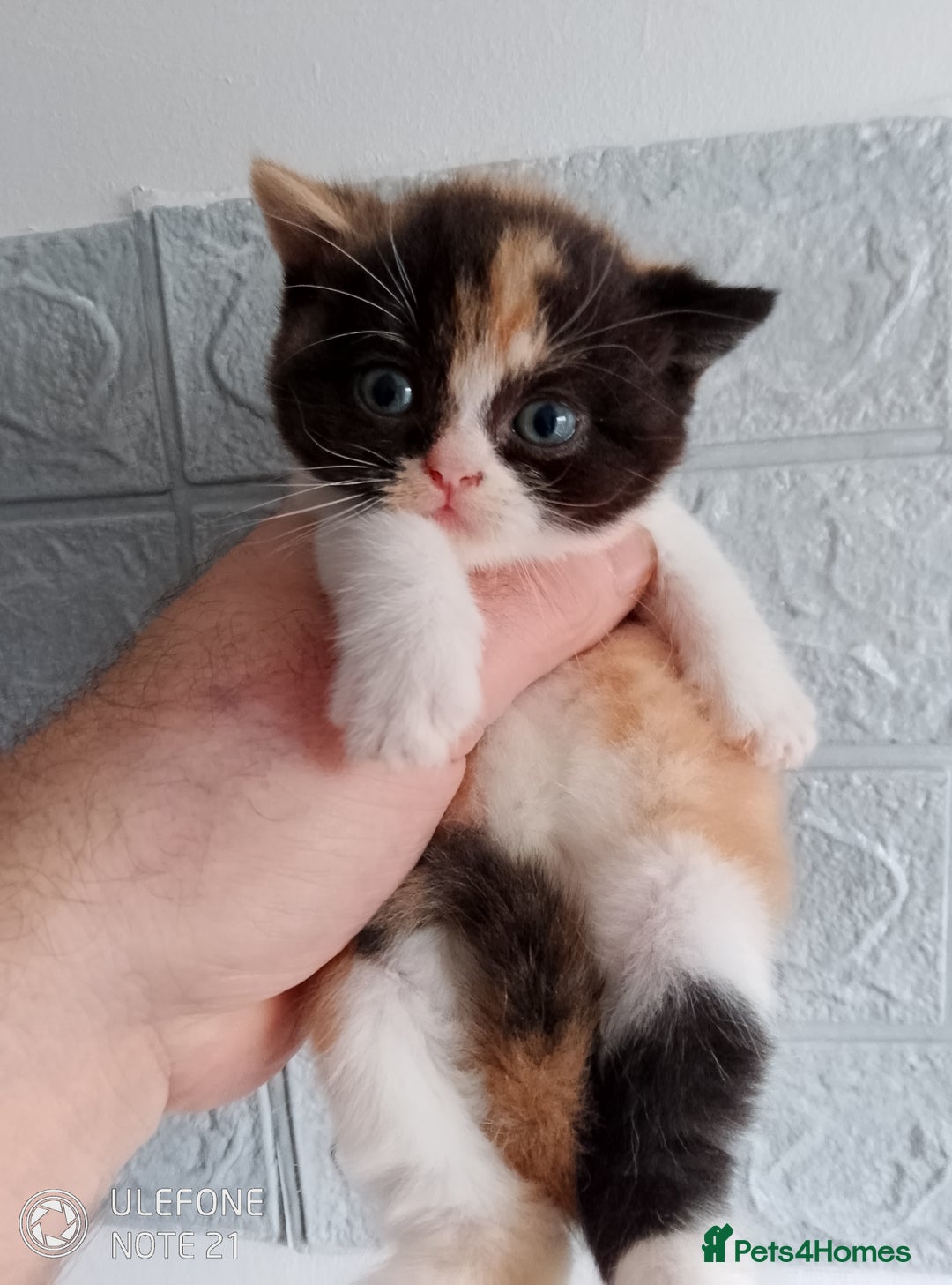 British Shorthair cats for sale: Beautiful exotic British Shorthair  - Advert 12