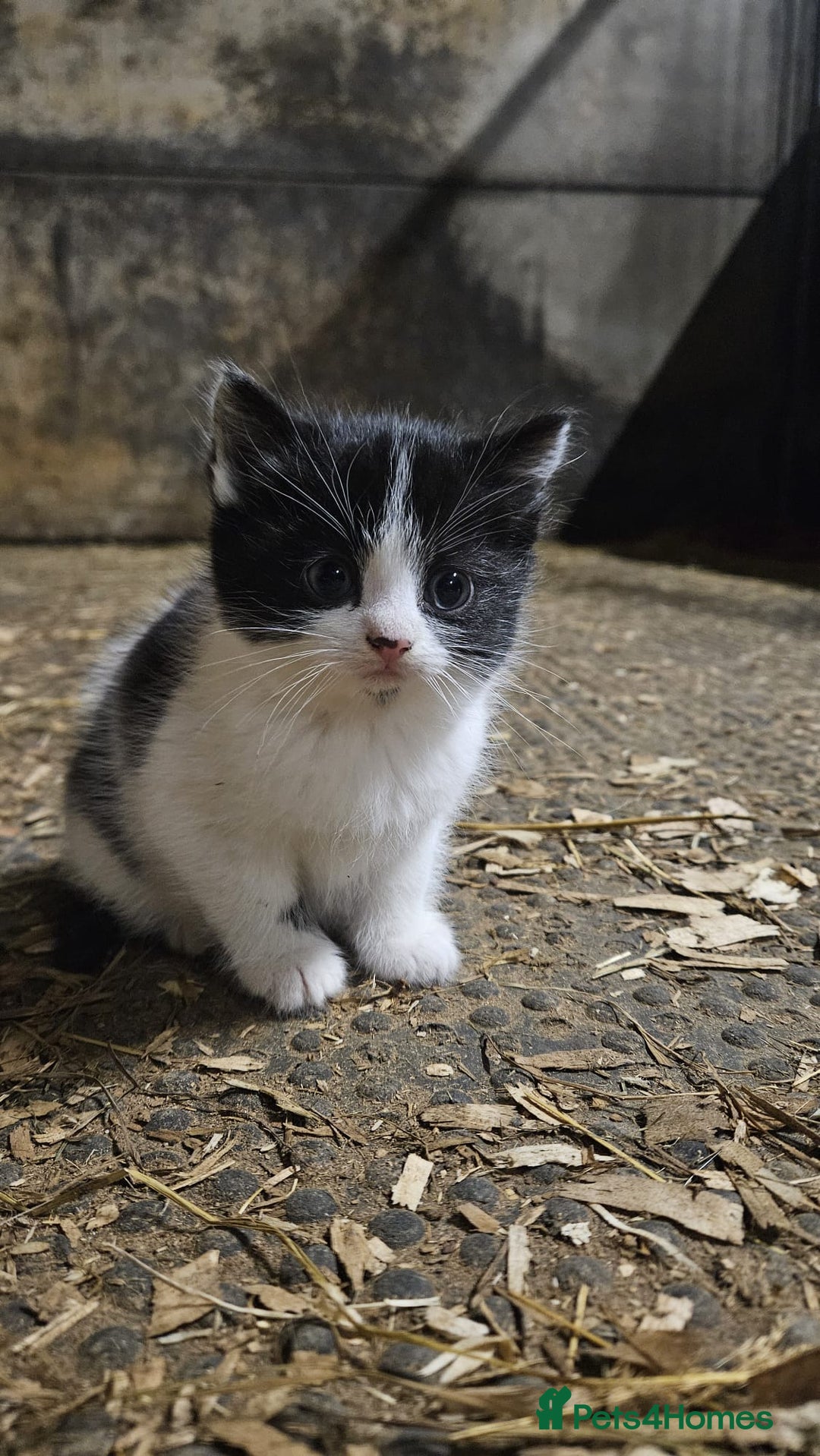 Mixed Breed cats for sale: Friendly farm kittens  - Advert 2