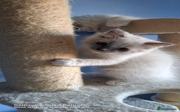 Ragdoll cats for sale: GCCF reg Ragdoll kittens  - Image 10