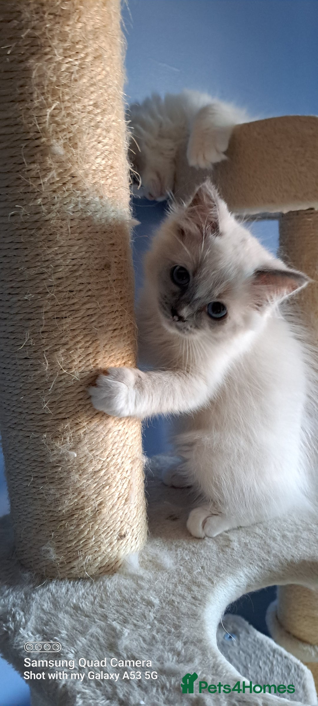 Ragdoll cats for sale: GCCF reg Ragdoll kittens  - Image 10