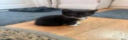 Domestic Shorthair cats for sale: 4 kittens  - Advert 15