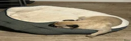Pug dogs for sale: Rehoming Tank  in Cambridge - Advert 4