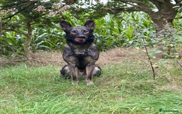 German Shepherd dogs for sale: Lovely German Shepherd Bitch Pup - Image 4