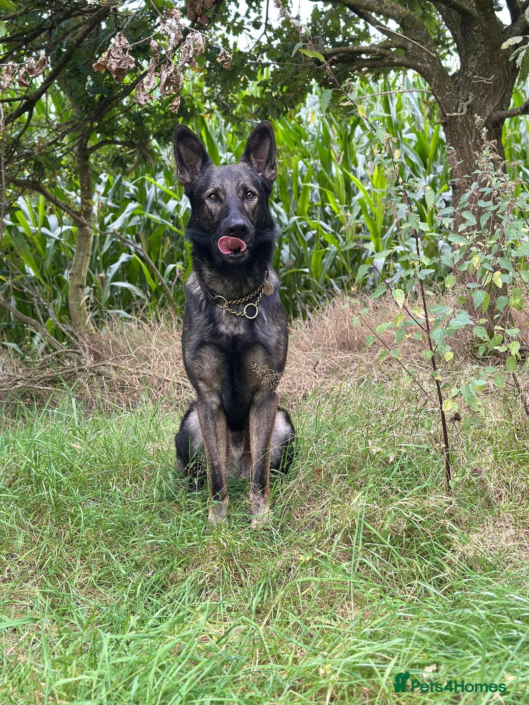 German Shepherd dogs for sale: Lovely German Shepherd Bitch Pup - Image 4