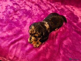 Miniature Dachshund dogs Dapple Piebald Miniature Dachshund Puppies - Advert 12