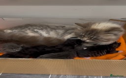 Mixed Breed cats for sale: 5 Siberian Nevada mixed kittens - Image 6