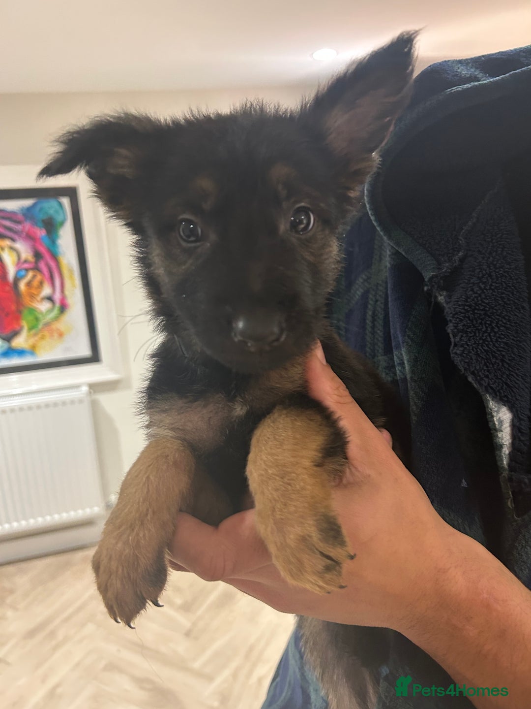 German Shepherd dogs for sale: Blue line German Shepherd’s - Ready today!  - Advert 24