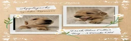 Golden Retriever dogs for sale: Quality Golden Retriever Puppies - Advert 7