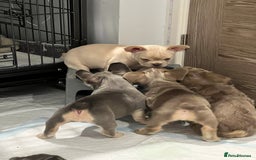 French Bulldog dogs for sale: Big Rope, Big Rope Fluffy & French Bullg - Advert 14