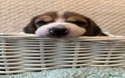 Beagle dogs for sale: KC registered Beagle puppies  - Image 29