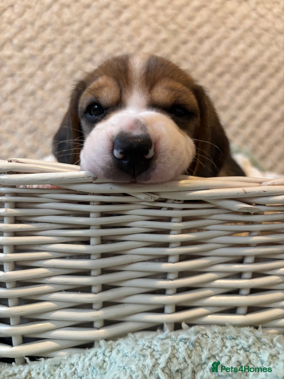 Beagle dogs for sale: KC registered Beagle puppies  - Image 29