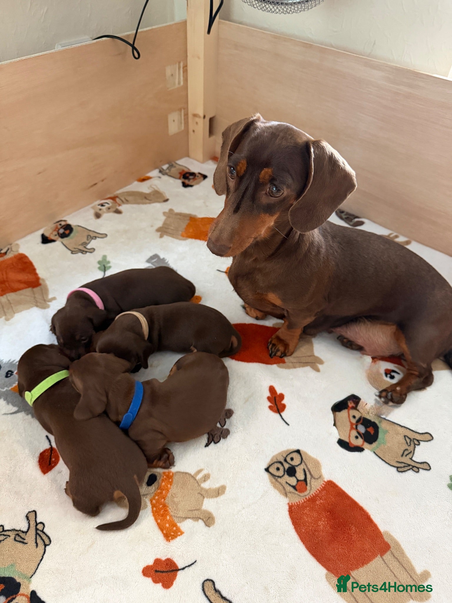 Miniature Dachshund dogs KC Reg Miniature Chocolate & Tan Dachshunds - Advert 3
