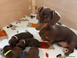 Miniature Dachshund dogs KC Reg Miniature Chocolate & Tan Dachshunds - Advert 1
