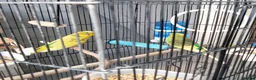 Budgerigars birds for sale: Beautiful 2x male budgies with Extra large Cage in London - Advert 9