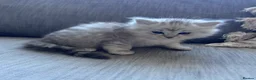 Mixed Breed cats for sale: Beautiful Fluffy Kittens – BritishLonghair&Ragdoll in Penicuik - Advert 30