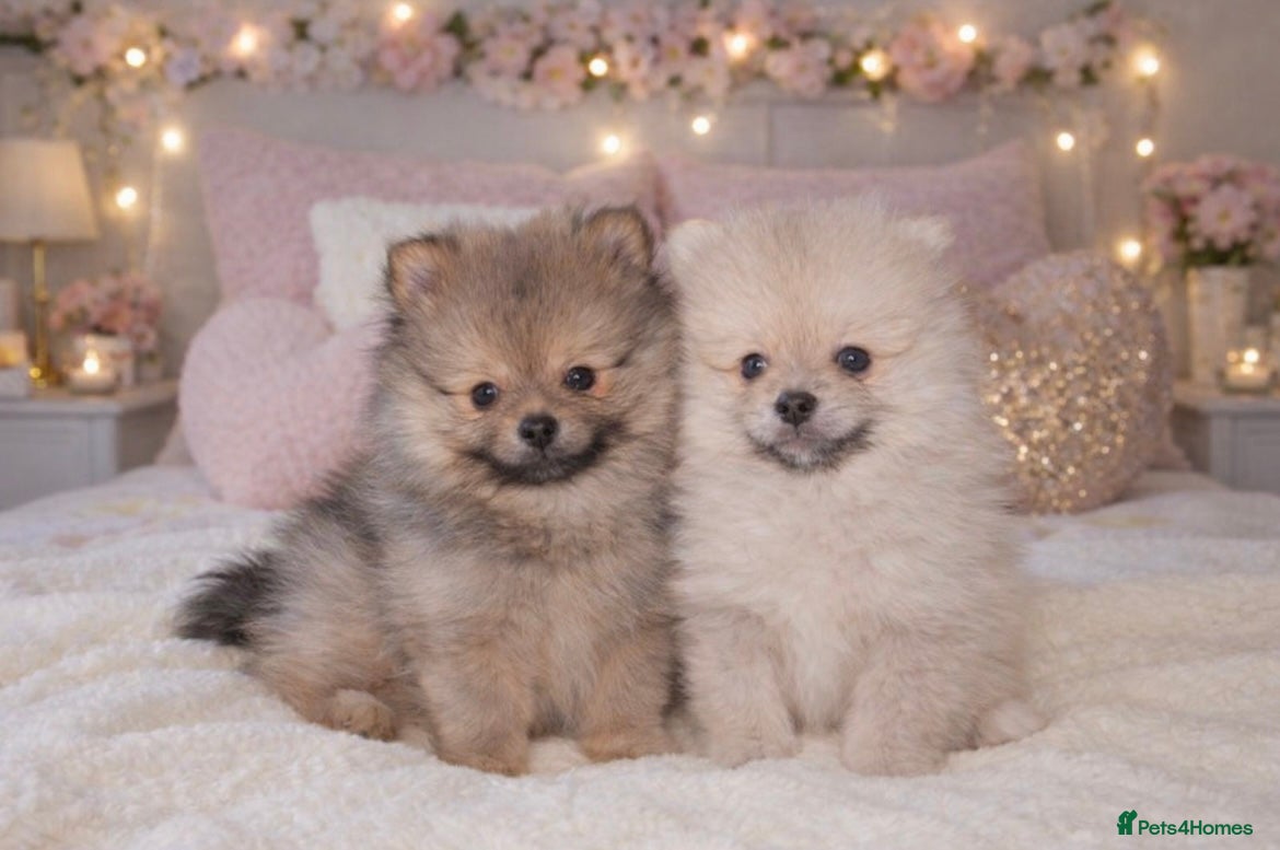 Pomeranian dogs Kc reg stunning pomeranian puppies ready now  - Advert 3