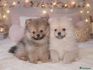 Pomeranian dogs Kc reg stunning pomeranian puppies ready now - Advert 3