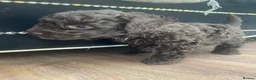 Toy Poodle dogs for sale: Adorable Chocolate Curly-Coated Puppies for Sale - Advert 5
