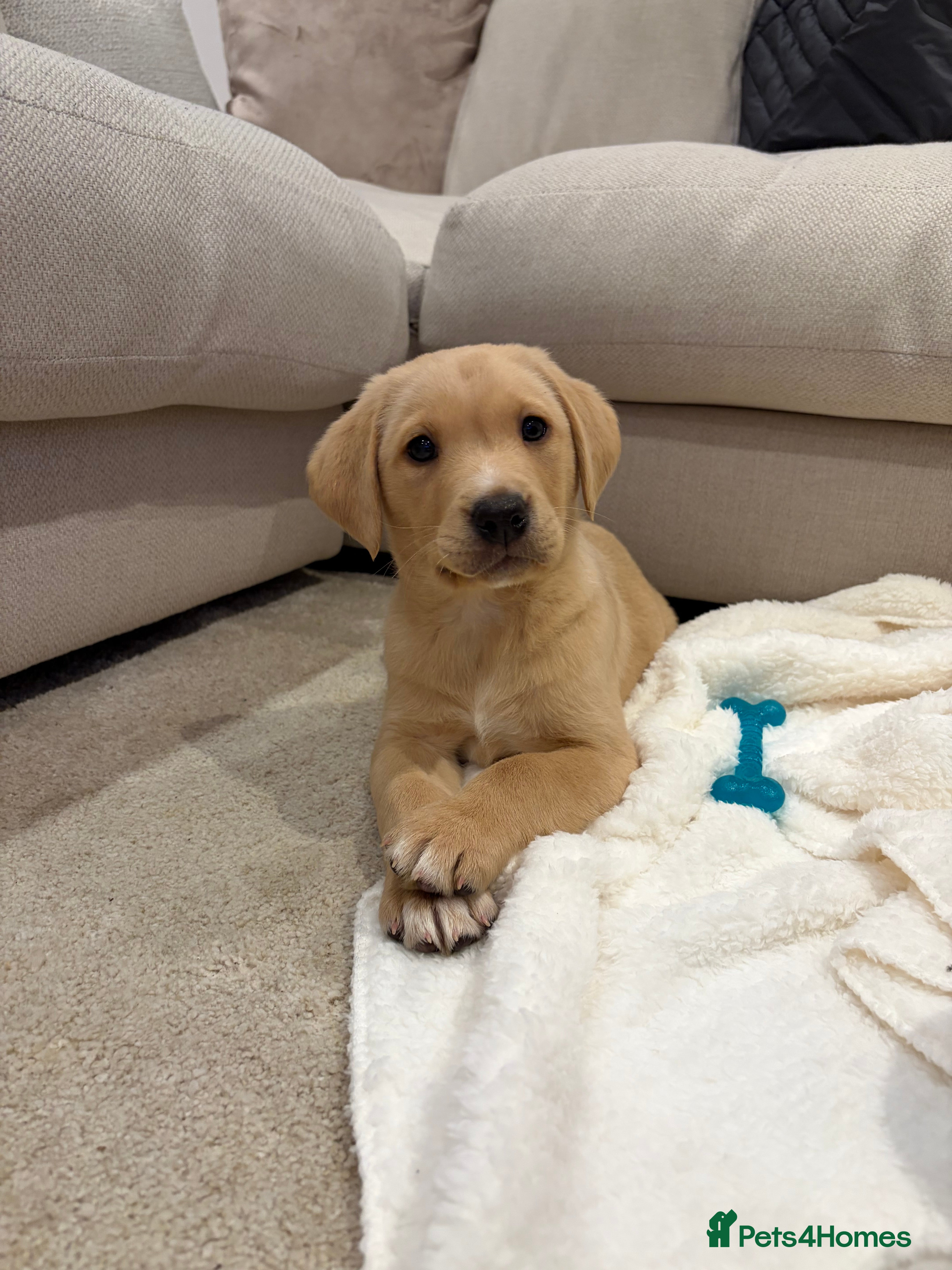 Labrador Retriever dogs Health Tested Perfect chunky Labrador Puppies - Advert 14