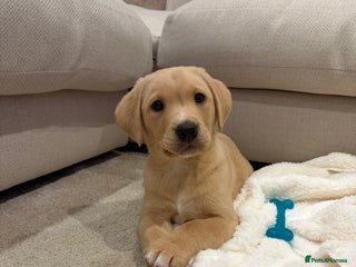 Labrador Retriever dogs Health Tested Perfect chunky Labrador Puppies - Advert 14