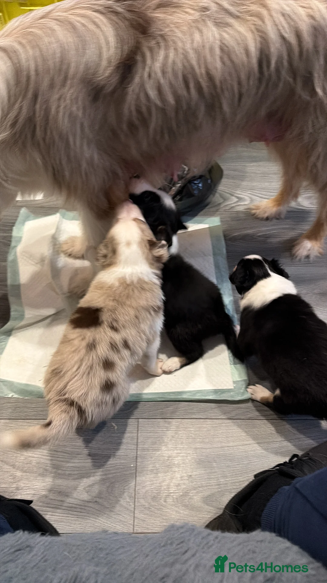Mixed Breed dogs for sale: Stunning Border Collie Cross Puppies Family Raised - Advert 5