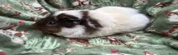 Guinea Pig rodents for sale: Guinea pigs looking for amazing forever homes - Advert 1