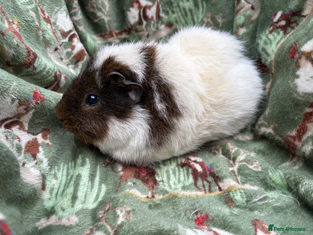 Guinea Pig rodents for sale: Guinea pigs looking for amazing forever homes - Advert 1