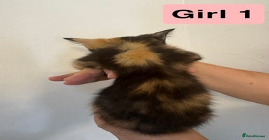 Domestic Shorthair cats - Advert 6