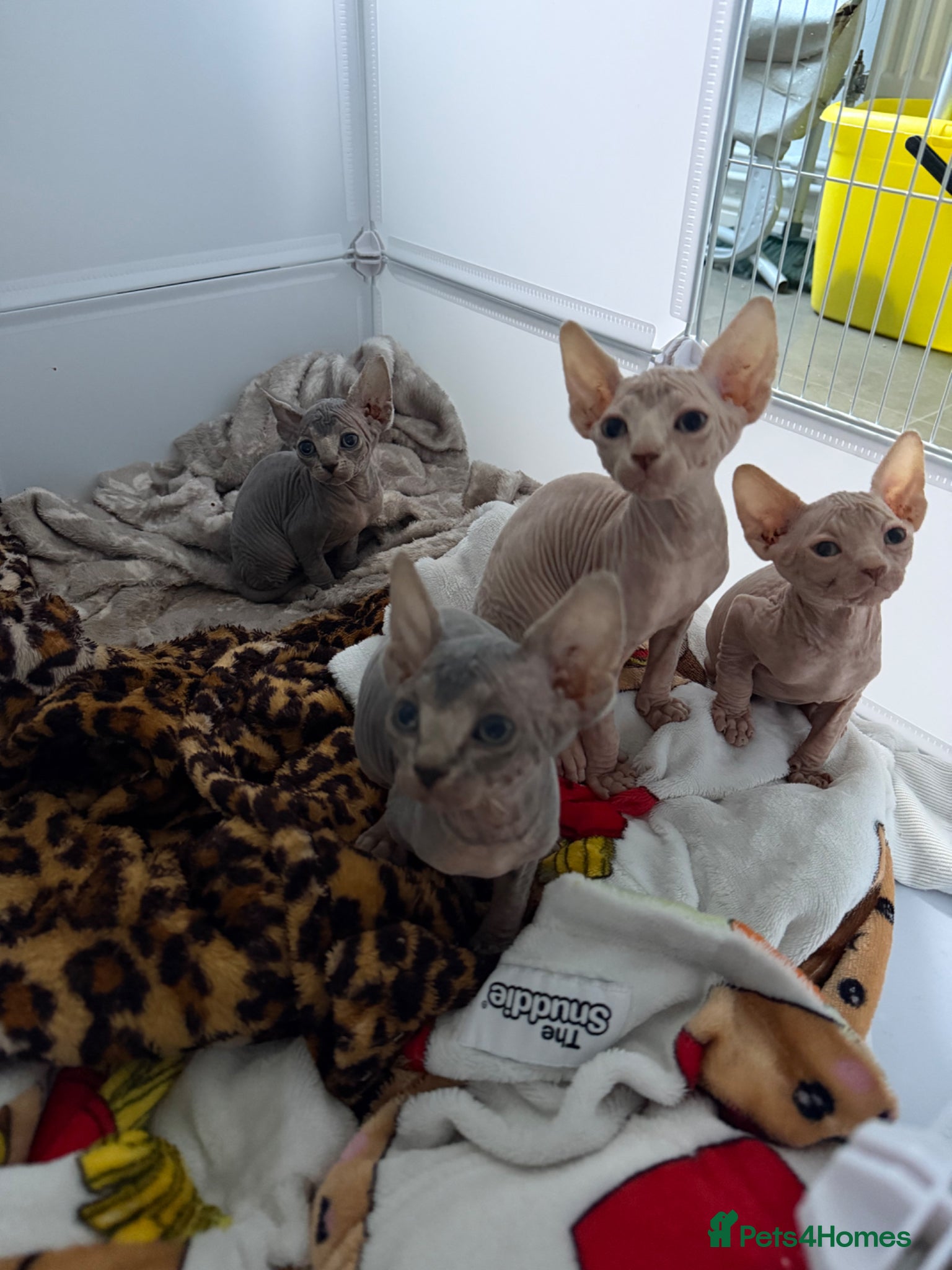 Sphynx cats Pedigree Sphynx Kittens -TICA- HCM4 N/N - Advert 1