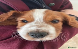 Welsh Springer Spaniel dogs for sale: One little Welsh Springer Spaniel boy!  - Image 7