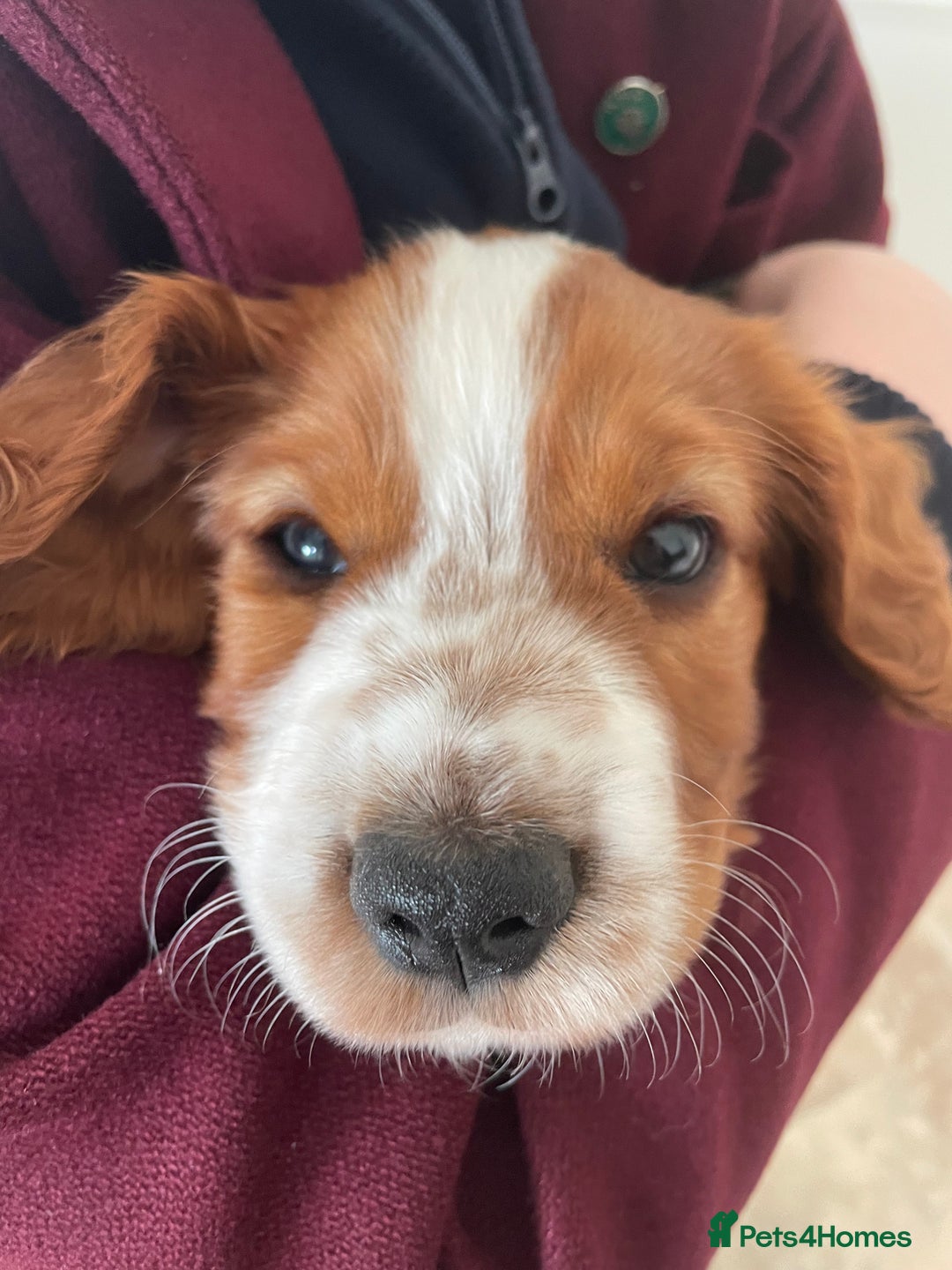 Welsh Springer Spaniel dogs for sale: One little Welsh Springer Spaniel boy!  - Image 7