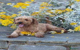 Cavapoo dogs for sale: Outstanding litter of deep red cavapoos - Image 2