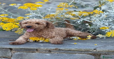 Cavapoo dogs - Advert 3