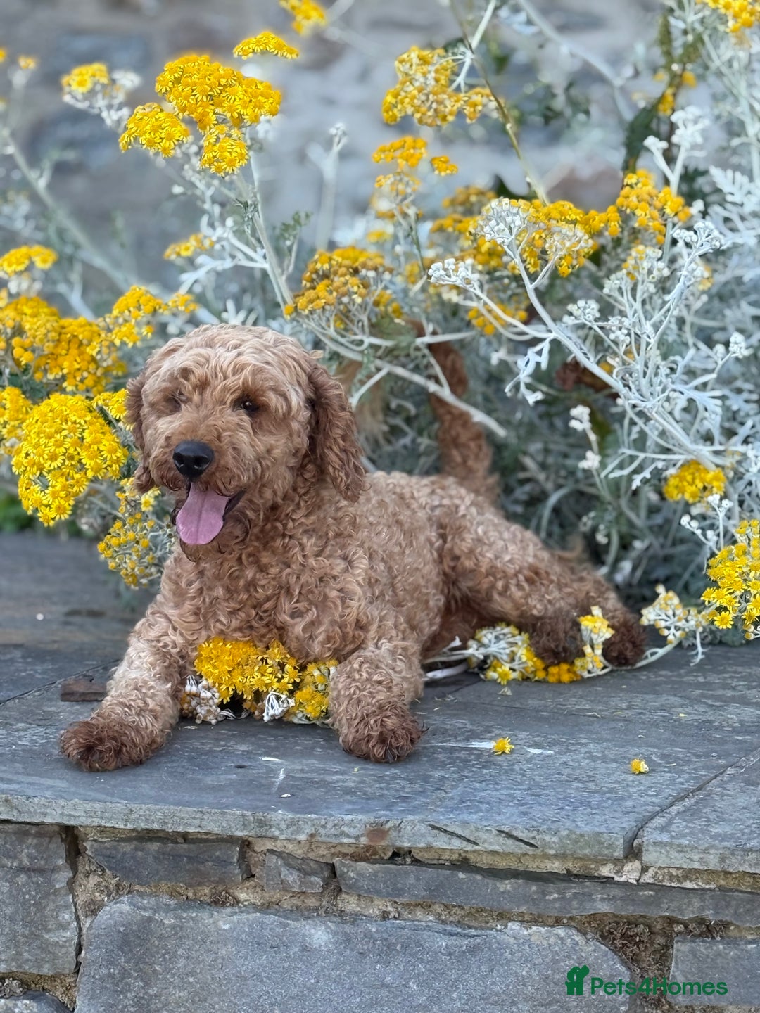 Cavapoo dogs for sale: Outstanding litter of deep red cavapoos - Image 2
