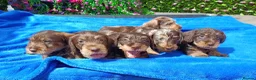 Miniature Dachshund dogs for sale: QUAILTY MINI WIRES KC REG PRA LAFORA CLEAR - Advert 11