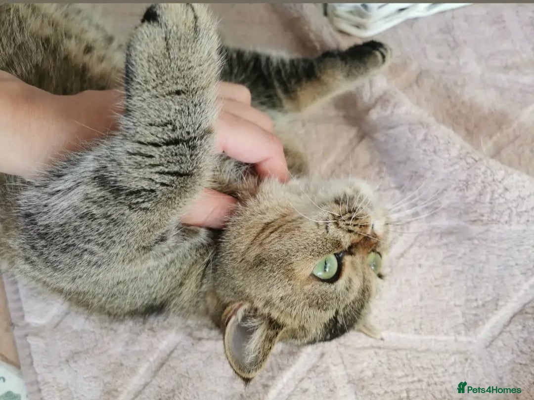 Scottish Fold cats for sale: Rare colours Scottish fold  in Brackley - Image 2