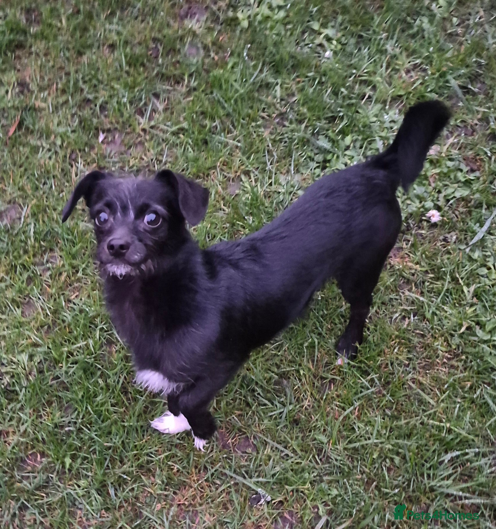 Chipoo dogs Rehoming - Advert 4