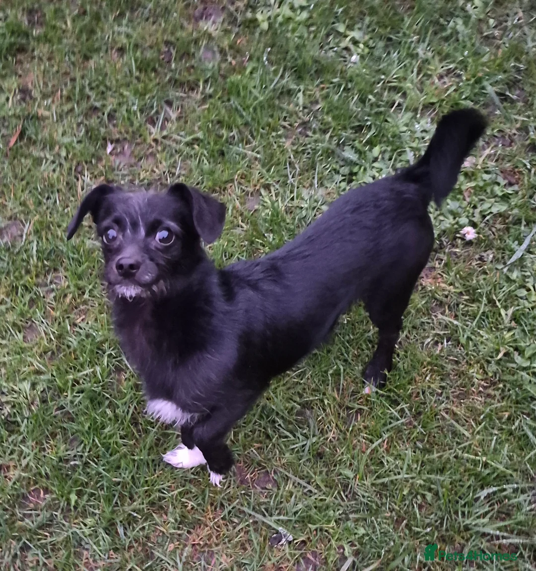 Chipoo dogs for sale: Rehoming - Advert 1