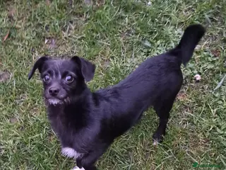 Chipoo dogs Rehoming - Advert 2