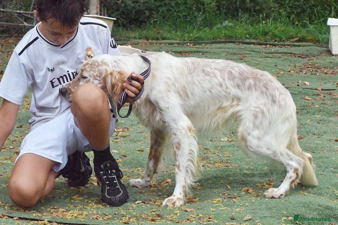 English Setter dogs for adoption: Figo  - Image 6