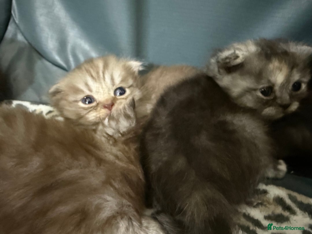 Scottish Fold cats for sale: Stunning Rainbow litter ready for  **   - Advert 16