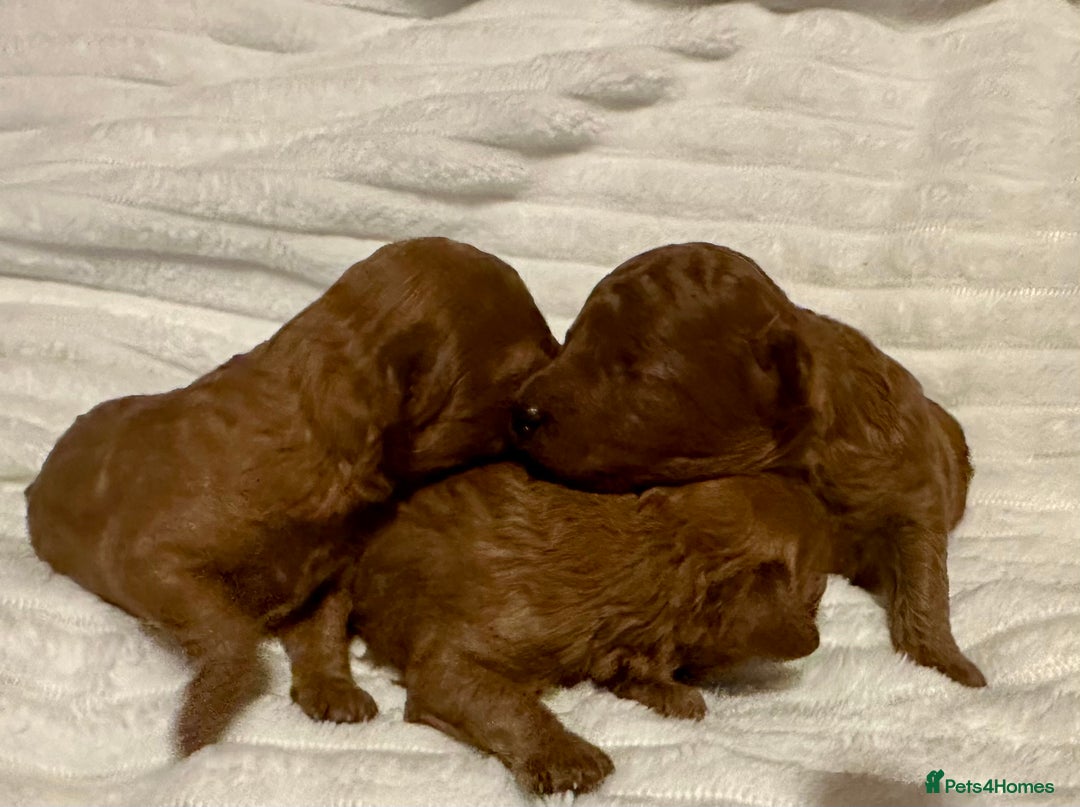 Toy Poodle dogs for sale: 2 TINY BOYS LEFT kc registered deep red toy poodle - Advert 14