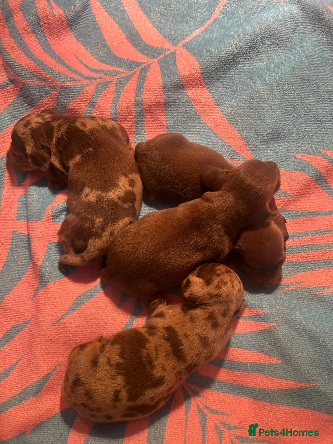 Miniature Dachshund dogs for sale:  🐾 Adorable Puppies Ready for Loving Homes! 🐾 - Advert 3