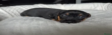 Mixed Breed 2