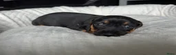 Mixed Breed dogs for sale: Miniature Dachshund cross puppies  - Advert 19