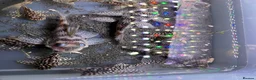 Plecos fish for sale: L136b-c grades. Young to adults.  - Advert 3